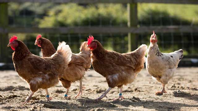 Hiểu Đúng, Dùng Đúng Để Đàn Gà Khỏe Mạnh